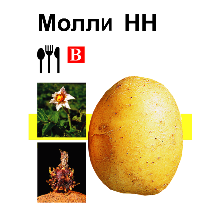 Молли / Molli
