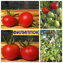 ФИЛИППОК