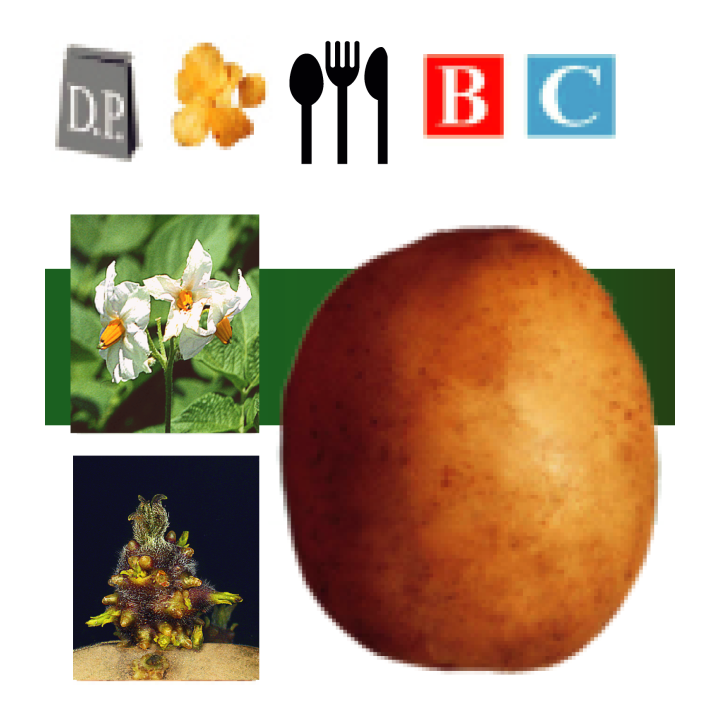Фазан / Fazan