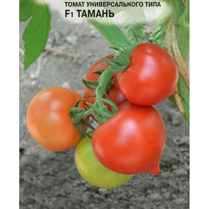 ТАМАНЬ