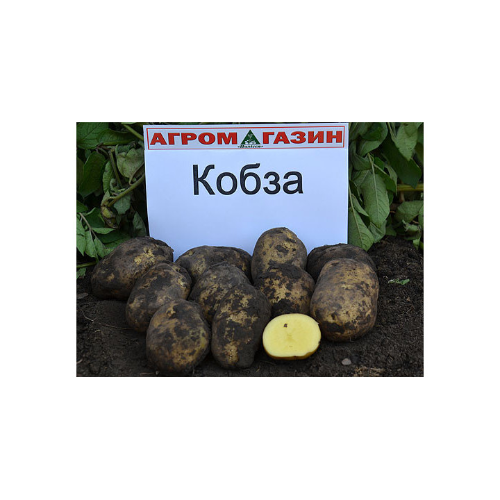 Кобза