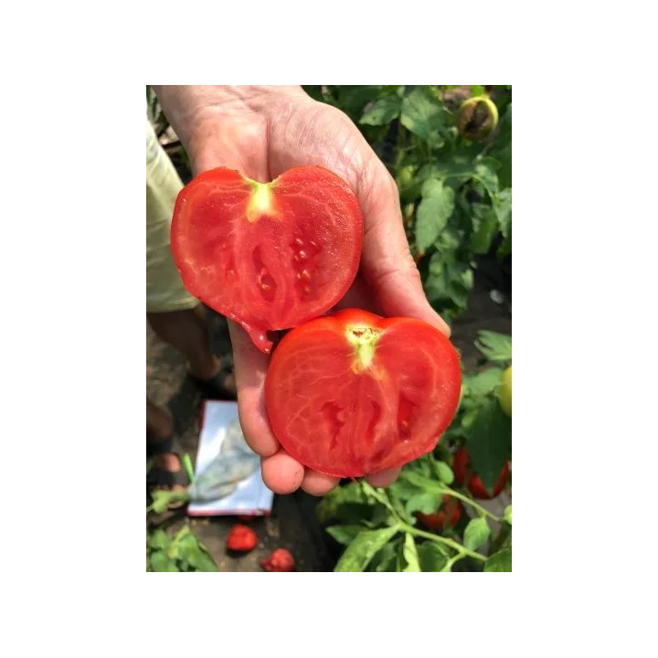 ШЕЛФ