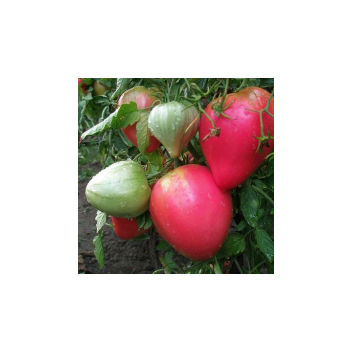 ФИДЕЛИО