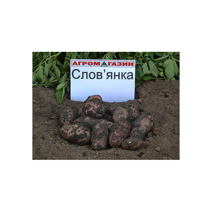 Слов'янка / Славянка