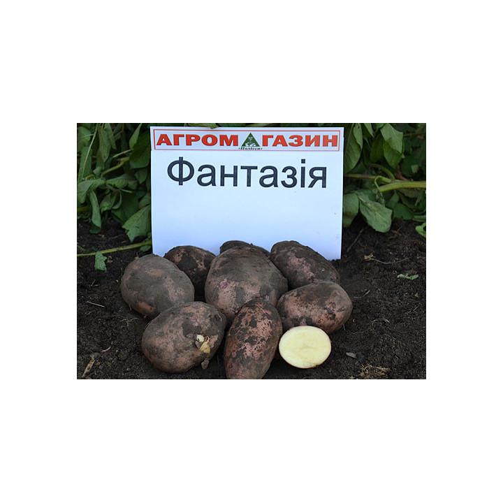 Фантазія / Фантазия