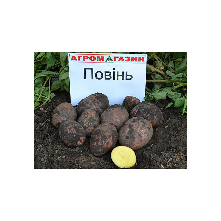 Повінь / Повинь