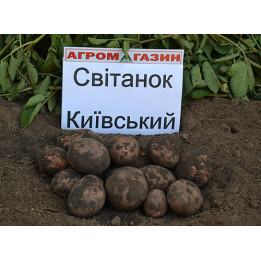 Світанок київський / Свитанок киевский