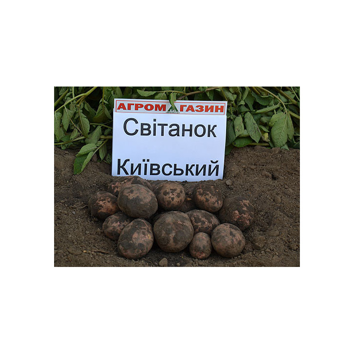 Світанок київський / Свитанок киевский