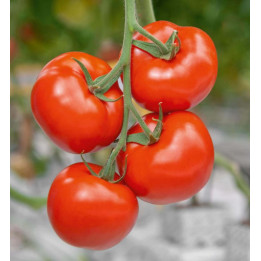 АКДЕНИЗ