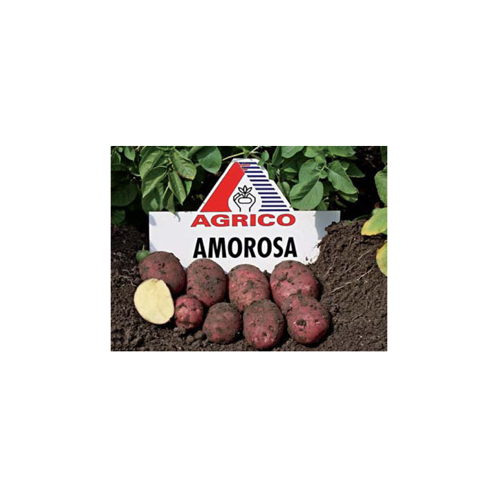 Амороза / Amorosa