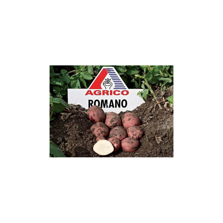 Романо / Romano