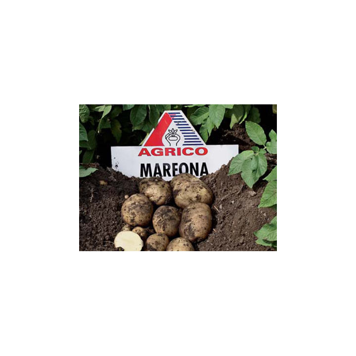 Марфона / Marfona