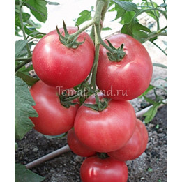 РОЗОВЫЙ СУВЕНИР