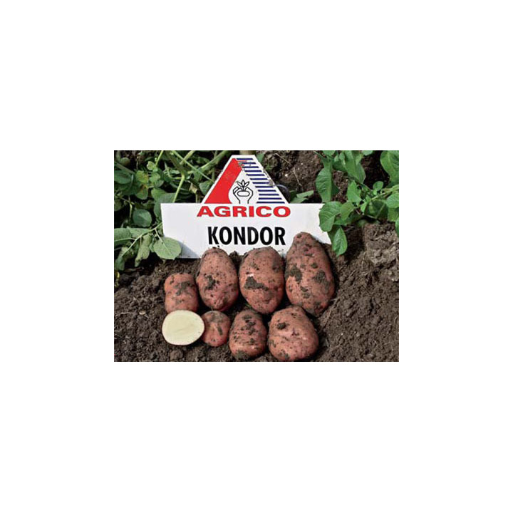 Кондор / Kondor