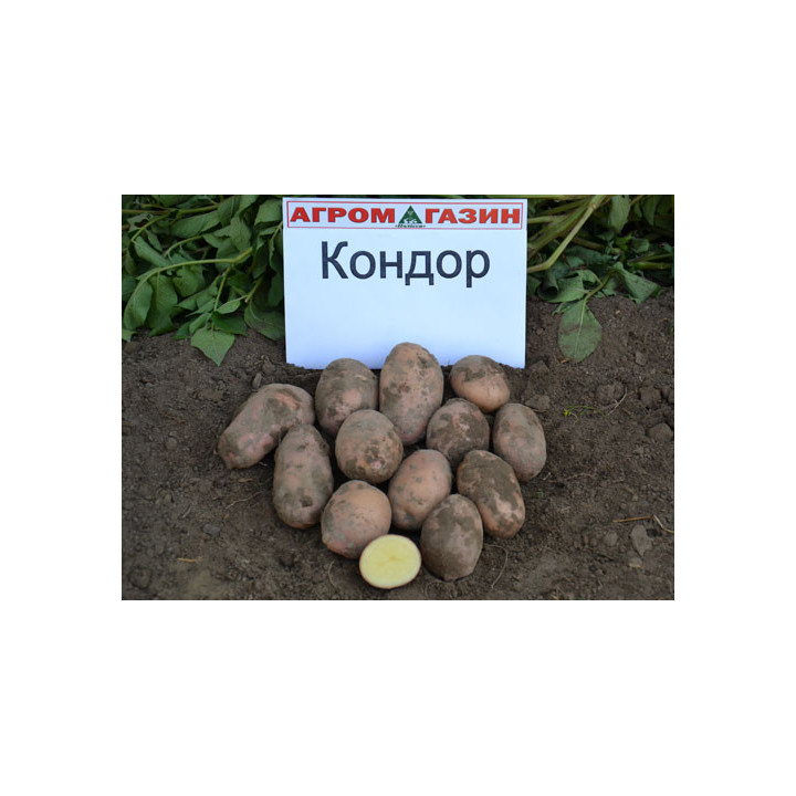 Кондор / Kondor