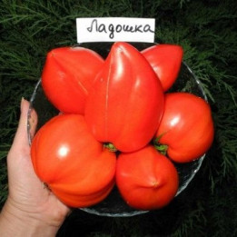 ЛАДУШКА