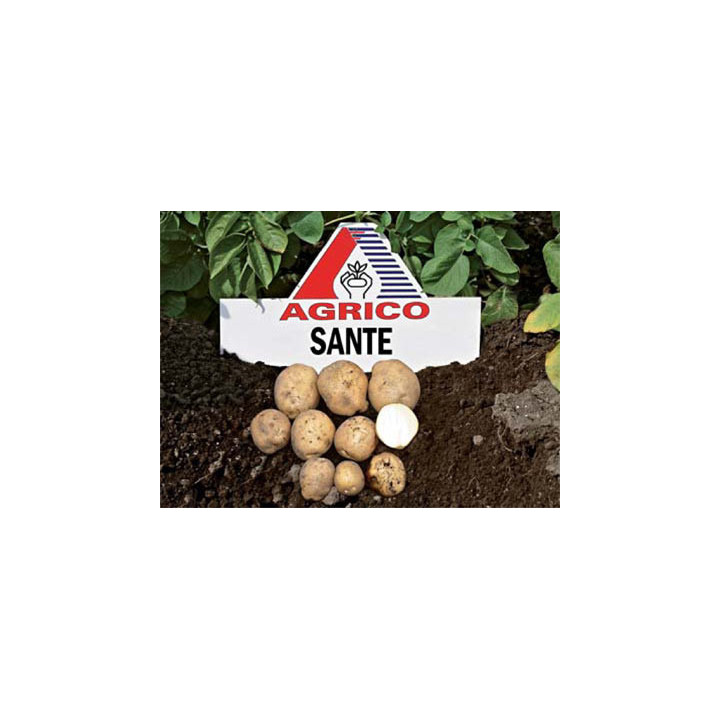 Санте / Sante
