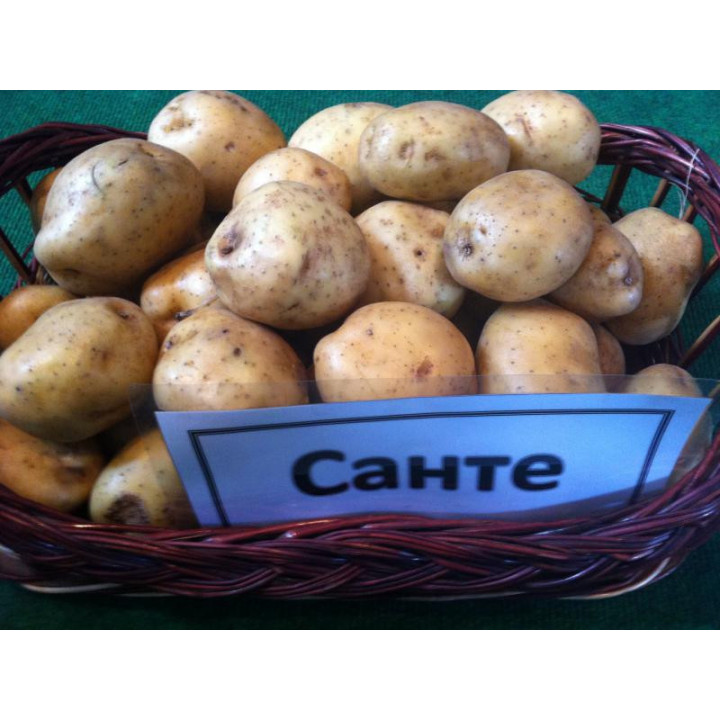 Санте / Sante