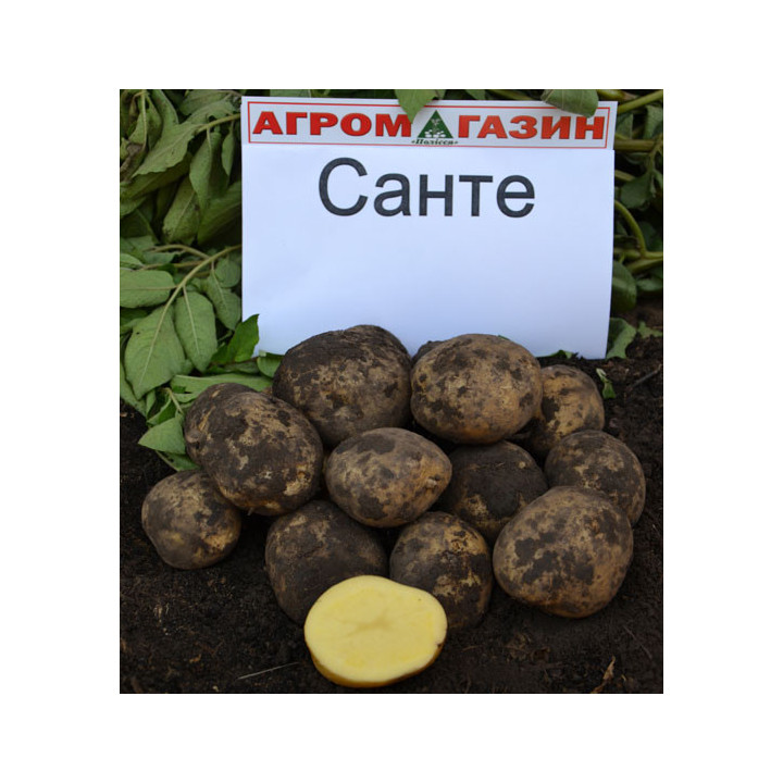 Санте / Sante