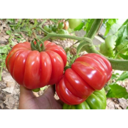 КАЯАМБЭ