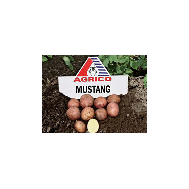 Мустанг / Mustang