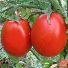 ЛАУРА