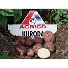 Курода / Kuroda