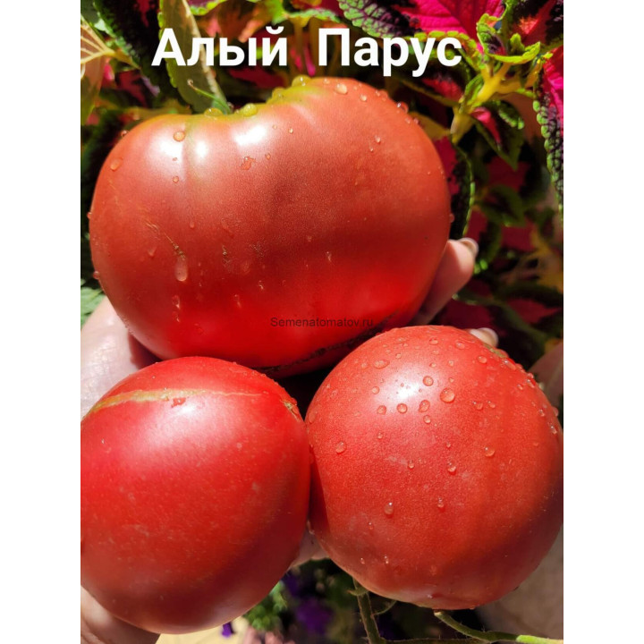 ПАРУС