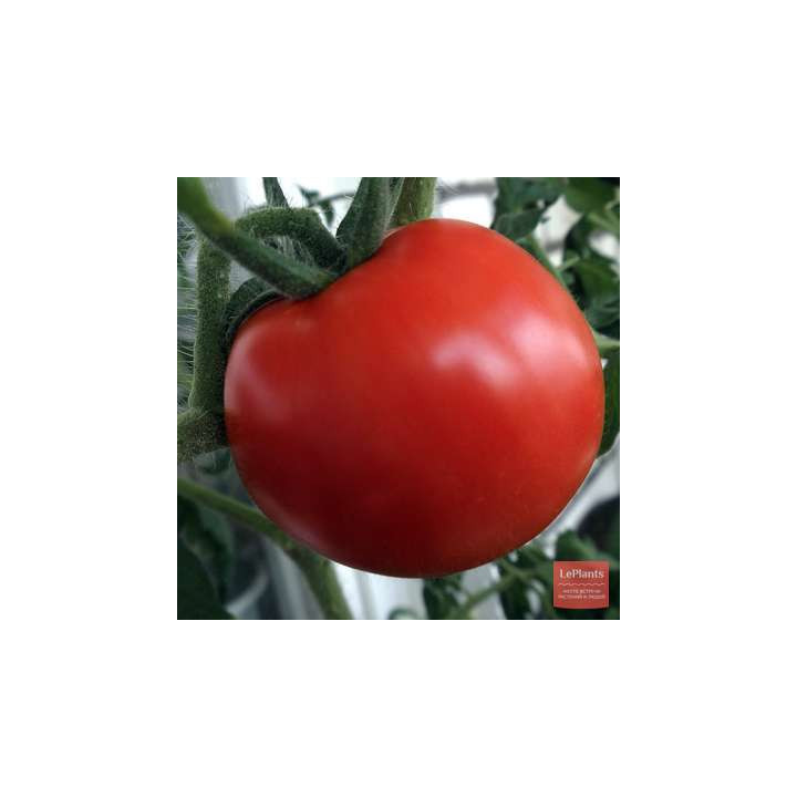 ЖИГУЛЬ