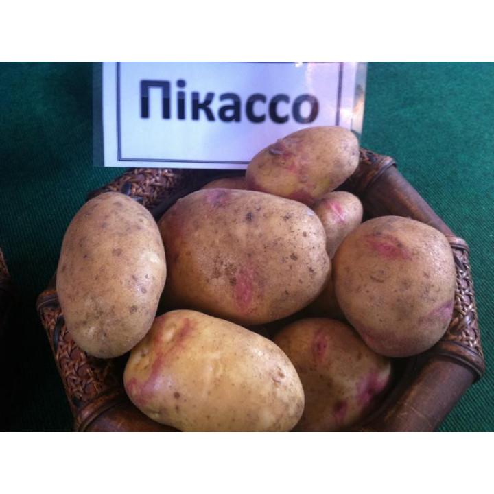 Пикассо / Picasso