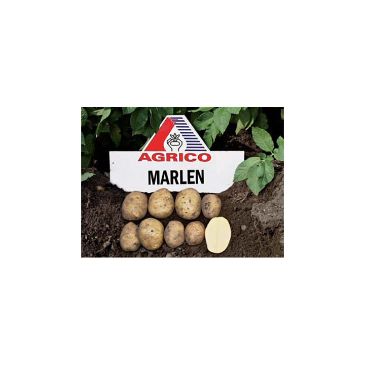 Марлен / Marlen