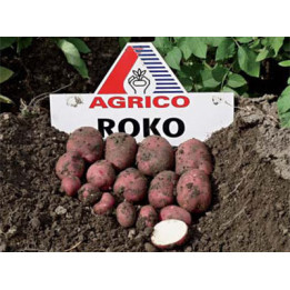 Роко / Roko