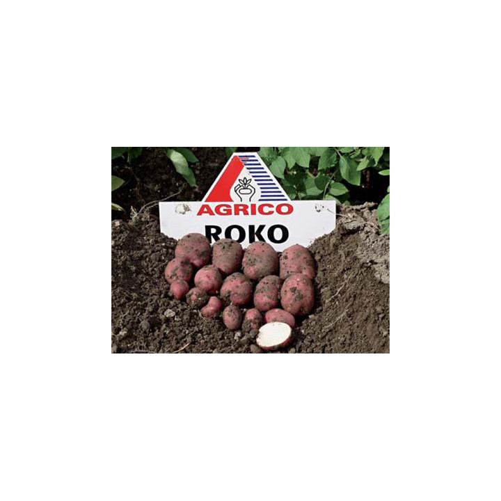 Роко / Roko