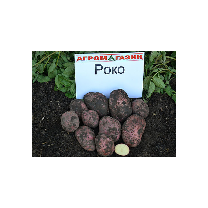 Роко / Roko