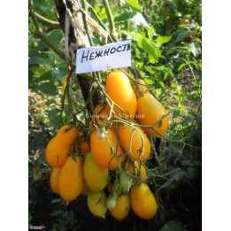 НЕЖНОСТЬ