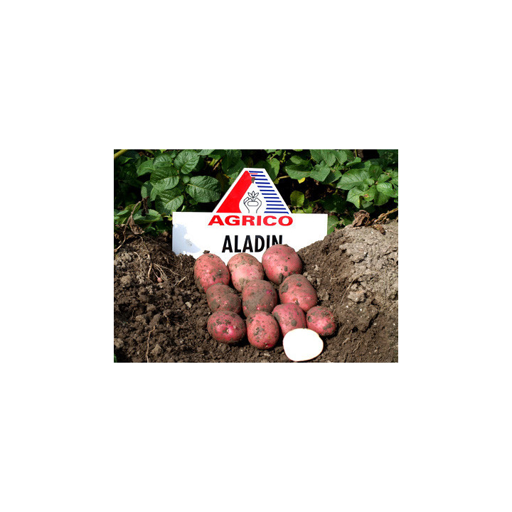 Аладин / Aladin