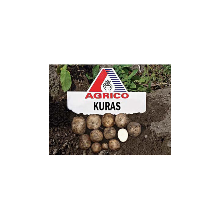 Курас / Kuras