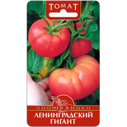 ЛЕНИНГРАДСКИЙ ГИГАНТ