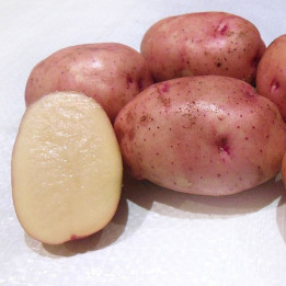 ХИБИНСКИЙ РАННИЙ