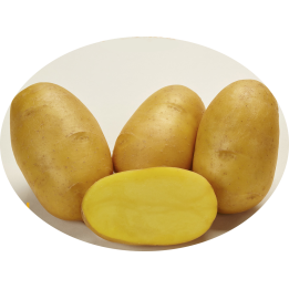 ДЖАВА