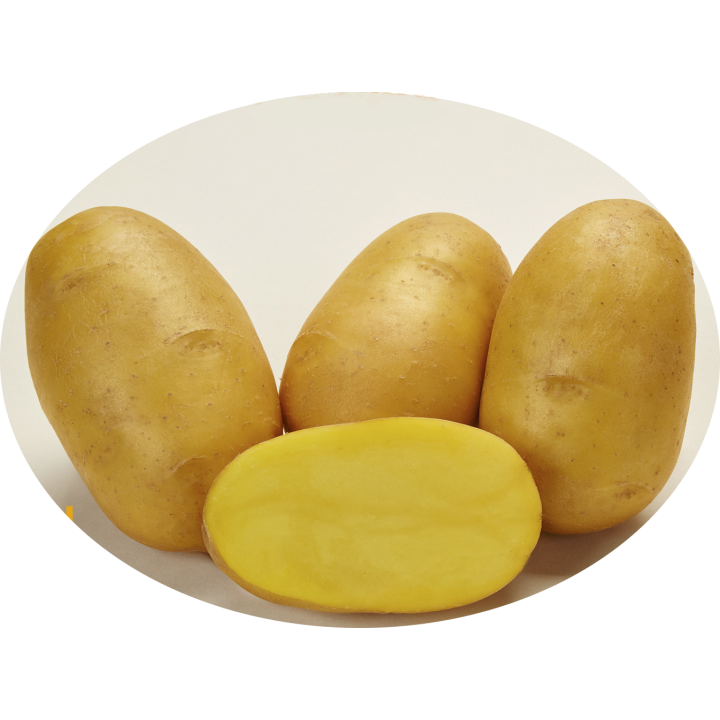 ДЖАВА