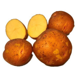 АЛКА