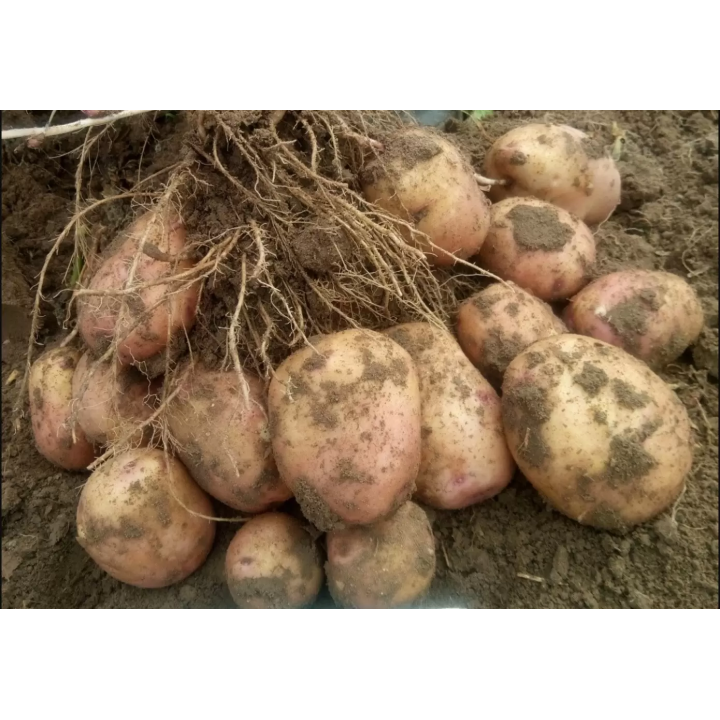 РОЗОВЫЙ ЧАРОДЕЙ