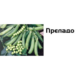 Преладо / Prelado