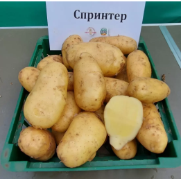 СПРИНТЕР