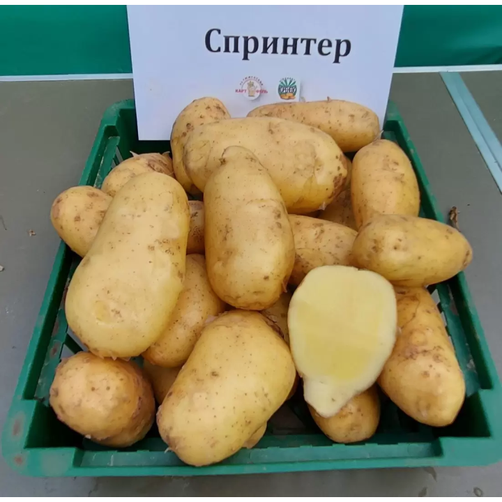 СПРИНТЕР