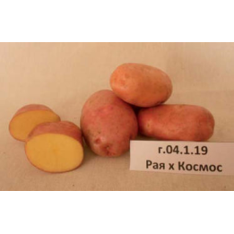 КАШТАК