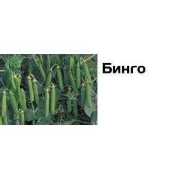 Бинго / Bingo