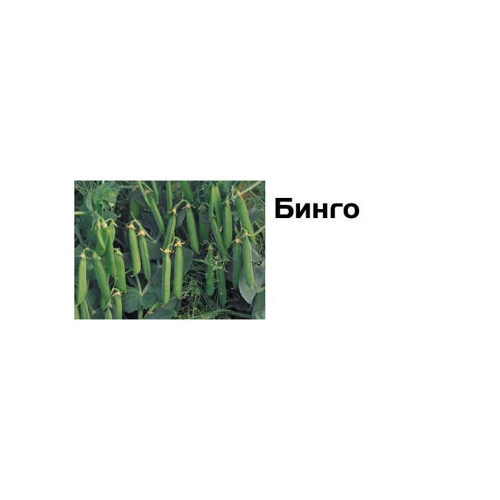 Бинго / Bingo