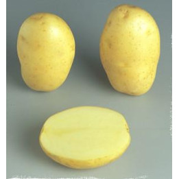 ФЛОРИС